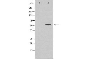 Western blot analysis of extracts from HepG2 cells, using KCNS2 antibody. (KCNS2 Antikörper  (Internal Region))