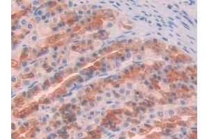 IHC-P analysis of Rat Stomach Tissue, with DAB staining. (GAS6 Antikörper  (AA 356-511))