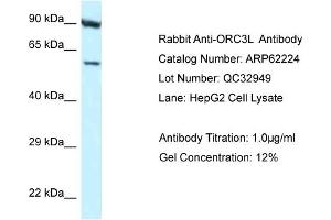 Western Blotting (WB) image for anti-Origin Recognition Complex, Subunit 3 (ORC3) (N-Term) antibody (ABIN971328) (ORC3 Antikörper  (N-Term))