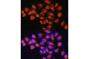 Immunofluorescence analysis of HeLa cells using NPB Rabbit pAb (ABIN7268885) at dilution of 1:100. (Neuropeptide B Antikörper  (AA 1-125))