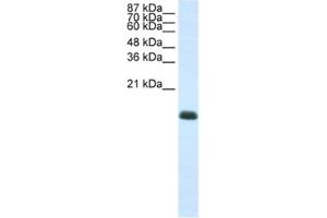 Western Blotting (WB) image for anti-Zinc Finger Protein 786 (ZNF786) antibody (ABIN2461987) (ZNF786 Antikörper)