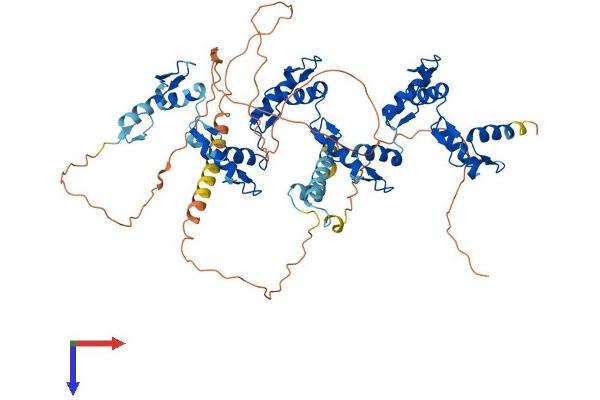 ZFP37 Protein (AA 1-630) (His tag)