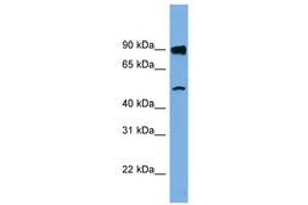FAM160B1 Antikörper  (AA 35-84)