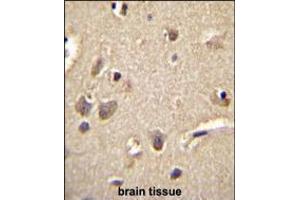 S100A1 Antibody immunohistochemistry analysis in formalin fixed and paraffin embedded human brain tissue followed by peroxidase conjugation of the secondary antibody and DAB staining. (S100A1 Antikörper  (C-Term))
