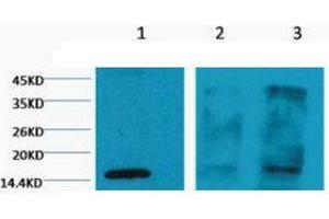 Western Blot (WB) analysis of 1) HeLa, 2) Rat Testis tissue, 3) Raw 264.