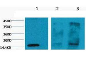 Western Blot (WB) analysis of 1) HeLa, 2) Rat Testis tissue, 3) Raw 264. (Histone 3 Antikörper  (H3K4me3))