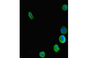 Immunofluorescent analysis of MCF-7 cells using ABIN7158712 at dilution of 1:100 and Alexa Fluor 488-congugated AffiniPure Goat Anti-Rabbit IgG(H+L) (KDM5C Antikörper  (AA 45-324))
