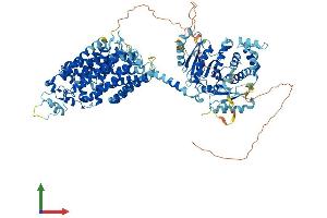 AlphaFold protein structure predicition of Human Recombinant SLC12A3 Protein, UniprotID P55017