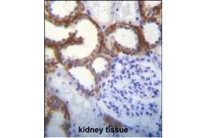 TMEM150B Antibody (N-term) (ABIN655346 and ABIN2844909) immunohistochemistry analysis in formalin fixed and paraffin embedded human kidney tissue followed by peroxidase conjugation of the secondary antibody and DAB staining. (TMEM150B Antikörper  (N-Term))