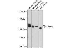 Western blot analysis of extracts of various cell lines, using OSBPL8 antibody (ABIN7269139) at 1:1000 dilution. (OSBPL8 Antikörper  (AA 1-110))