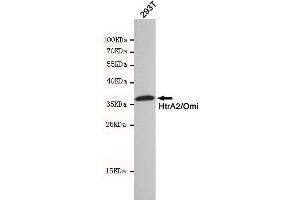 Western blot detection of HtrA2/Omi in 293T cell lysates using HtrA2/Omi mouse mAb(dilution 1:500). (HTRA2 Antikörper)
