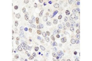 Immunohistochemistry (IHC) image for anti-Histone Deacetylase 7 (HDAC7) (AA 902-952) antibody (ABIN7448594) (HDAC7 Antikörper  (AA 902-952))