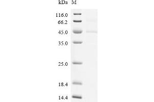 Amphiregulin (AREG) (AA 100-191) protein (hFc Tag,His tag)