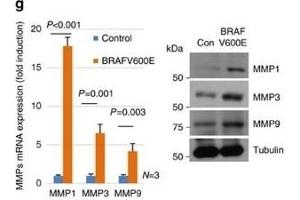 Western Blotting (WB) image for anti-Matrix Metallopeptidase 1 (Interstitial Collagenase) (MMP1) antibody (ABIN2854783)