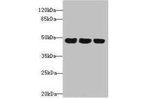 Western blot All lanes: TXNDC5 antibody at 4.