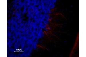 Expression of 5-Hydroxytryptamine receptor 1A in rat cerebellum - Immunohistochemical staining of rat cerebellum frozen section using Anti-5HT1A Receptor (HTR1A) Antibody (ABIN7043615, ABIN7045278 and ABIN7045279), (1:100). (Serotonin Receptor 1A Antikörper  (AA 251-266))