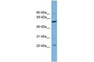 Image no. 1 for anti-Protein Phosphatase 5, Catalytic Subunit (PPP5C) (C-Term) antibody (ABIN6746460) (PP5 Antikörper  (C-Term))