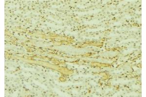 ABIN6277507 at 1/100 staining Mouse kidney tissue by IHC-P. (C10orf2 Antikörper  (C-Term))