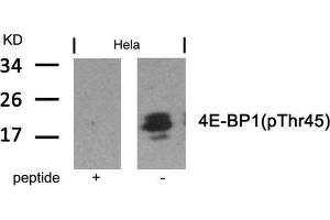 Western blot analysis of extracts from Hela cells using 4E-BP1(Phospho-Thr45) Antibody and the same antibody preincubated with blocking peptide. (eIF4EBP1 Antikörper  (pThr45))