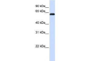 WB Suggested Anti-KIRREL2 Antibody Titration:  0.
