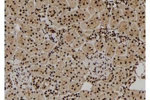 ABIN6277344 at 1/100 staining Rat kidney tissue by IHC-P. (VCP Antikörper  (Internal Region))