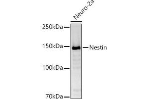 Western blot analysis of extracts of Neuro-2a cells, using Nestin antibody (ABIN6128335, ABIN6144536, ABIN6144537 and ABIN6215496) at 1:1000 dilution. (Nestin Antikörper  (AA 1392-1621))