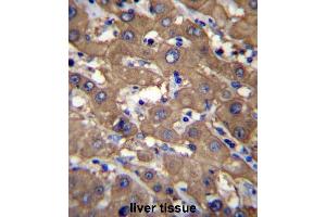UGDH Antibody (C-term) immunohistochemistry analysis in formalin fixed and paraffin embedded human liver tissue followed by peroxidase conjugation of the secondary antibody and DAB staining.