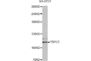 Western blot analysis of extracts of SH-SY5Y cells, using TRPC5 antibody (ABIN4905502) at 1:2000 dilution. (TRPC5 Antikörper)