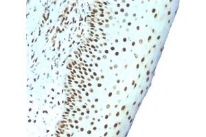 Formalin-fixed, paraffin-embedded human Tonsil stained with Pan-Nuclear Antigen Monoclonal Antibody (NM106). (Nuclear Antigen (Pan-Nuclear Marker) Antikörper)