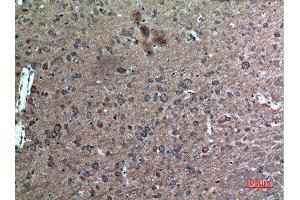 Immunohistochemistry (IHC) analysis of paraffin-embedded Mouse Brain, antibody was diluted at 1:100. (FAF1 Antikörper  (Internal Region))