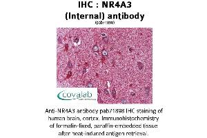 Image no. 1 for anti-Nuclear Receptor Subfamily 4, Group A, Member 3 (NR4A3) (Internal Region) antibody (ABIN1737511) (NR4A3 Antikörper  (Internal Region))