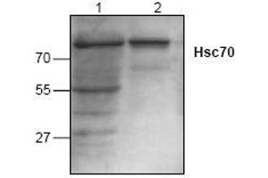 Image no. 1 for anti-Heat Shock 70kDa Protein 8 (HSPA8) antibody (ABIN127004) (Hsc70 Antikörper)