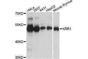 Western blot analysis of extracts of various cell lines, using KRR1 antibody (ABIN5972543) at 1:3000 dilution. (KRR1 Antikörper)