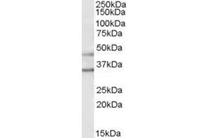 ABIN238558 (1µg/ml) staining of Human Brain (Substantia Nigra) lysate (35µg protein in RIPA buffer).