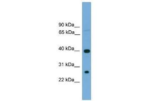 TREML2 antibody used at 0. (TREML2 Antikörper  (N-Term))