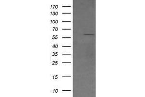 Image no. 1 for anti-CD19 Molecule (CD19) antibody (ABIN1497182) (CD19 Antikörper)