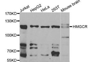 Western blot analysis of extracts of various cell lines, using HMGCR antibody. (HMGCR Antikörper  (AA 629-888))