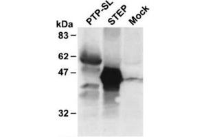 Western Blotting (WB) image for anti-Protein tyrosine Phosphatase, Receptor Type, R (PTPRR) antibody (ABIN1108794) (PTPRR Antikörper)