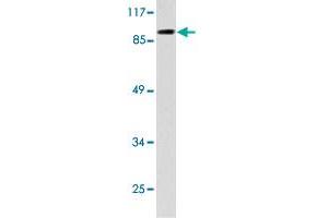 Western blot analysis of HepG2 cell lysate with TOP3B polyclonal antibody .