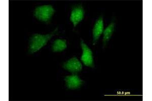 Immunofluorescence of purified MaxPab antibody to TXNDC3 on HeLa cell. (TXNDC3/NME8 Antikörper  (AA 1-588))