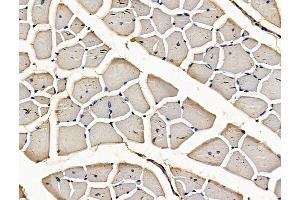 ABIN7096266 and ABIN7100328 at 1/100 staining mouse muscle tissue by IHC-P. (AP1AR Antikörper)