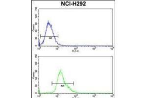 Flow cytometry analysis of NCI-H292 cells (bottom histogram) compared to a negative control cell (top histogram). (KYNU Antikörper  (C-Term))
