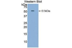 Western Blotting (WB) image for anti-Fibroblast Growth Factor 6 (FGF6) (AA 41-208) antibody (ABIN3209650) (FGF6 Antikörper  (AA 41-208))