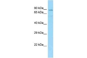 WB Suggested Anti-SHCBP1L Antibody Titration: 1. (SHCBP1L Antikörper  (N-Term))