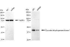 Western blotting analysis using Pyruvate dehydrogenase kinsae 1 antibody (ABIN7800082). (Rekombinanter PDK1 Antikörper)
