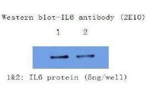 Western Blotting (WB) image for anti-Interleukin 6 (IL6) antibody (ABIN1107854) (IL-6 Antikörper)