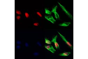 HDGFRP3 Antibody staining Hela cells by IF/ICC. (HDGFRP3 Antikörper  (Internal Region))
