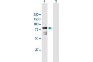 Western Blot analysis of ECD expression in transfected 293T cell line by ECD MaxPab polyclonal antibody. (ECD/SGT1 Antikörper  (AA 1-644))