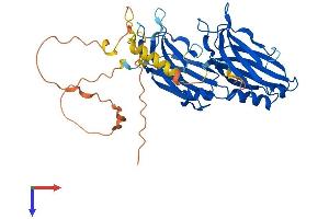 DOC2A Protein (AA 1-400) (His tag)