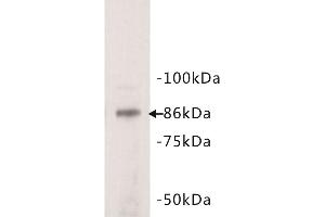 Western Blotting (WB) image for anti-Signal Transducer and Activator of Transcription 3 (Acute-Phase Response Factor) (STAT3) (N-Term) antibody (ABIN1854975) (STAT3 Antikörper  (N-Term))